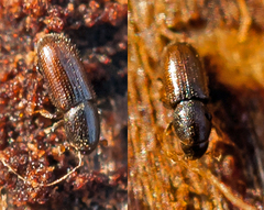 Crypturgus hispidulus