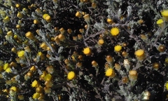 Helichrysum obductum