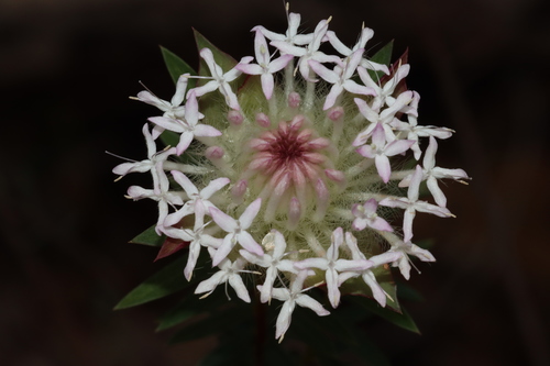 Pimelea spectabilis, photograph 5