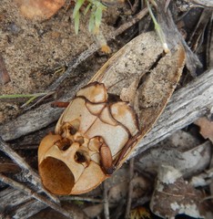 Julodimorpha bakewelli