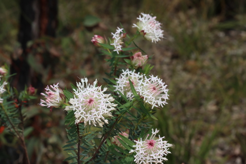 Pimelea spectabilis, photograph 3