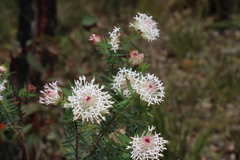 Pimelea spectabilis