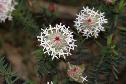 Pimelea spectabilis, photograph 2