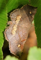 Throana pectinifer