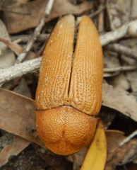 Julodimorpha bakewelli
