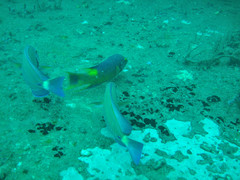 Acanthurus chirurgus