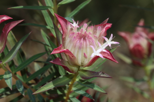Pimelea spectabilis, photograph 6