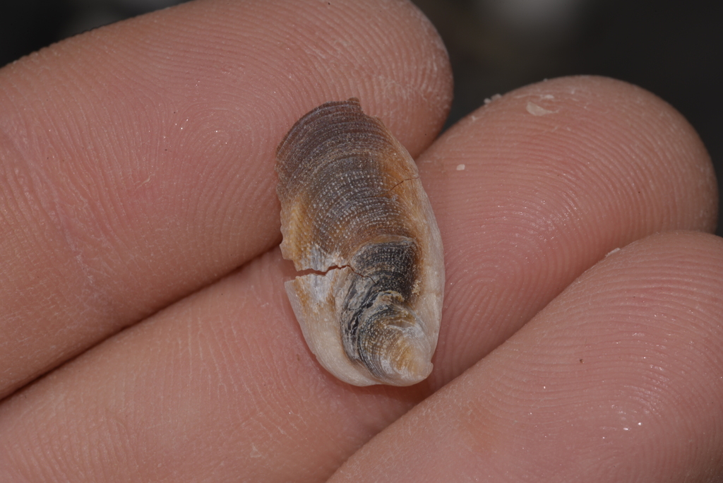 Southern Sponge Finger