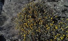 Helichrysum obductum
