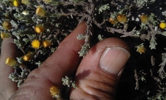 Helichrysum obductum