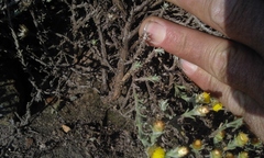 Helichrysum obductum