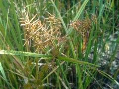 Cyperus esculentus leptostachyus