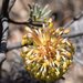 Banksia violacea - Photo (c) Casliber, algunos derechos reservados (CC BY-SA)