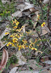 Dillwynia ramosissima
