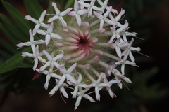 Pimelea spectabilis