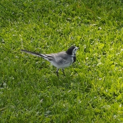 Motacilla alba