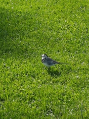 Motacilla alba