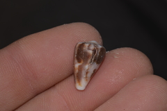 Conus papilliferus
