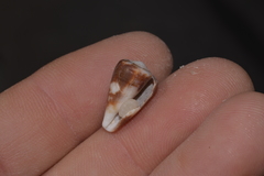 Conus papilliferus