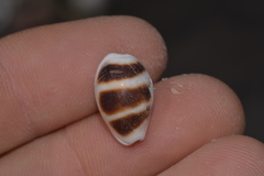 Palmadusta asellus