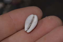 Palmadusta asellus