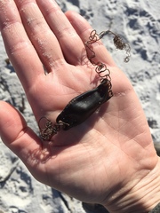 Dark Shyshark photo 3