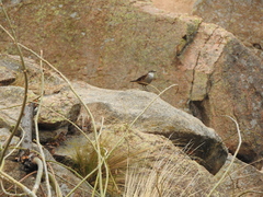 Cinclodes atacamensis