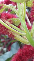 Enchenopa squamigera