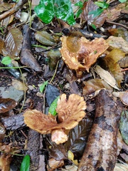 Hygrophoropsis aurantiaca
