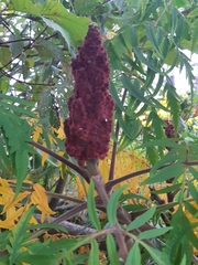Rhus typhina