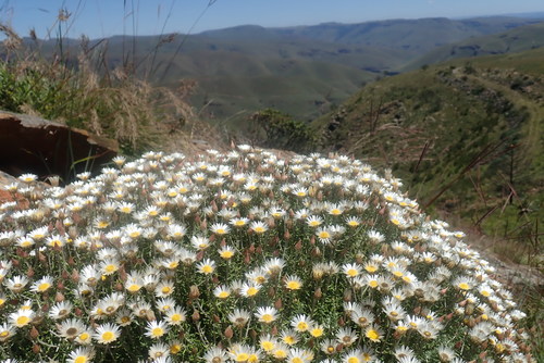 White Everlasting (Helichrysum reflexum)