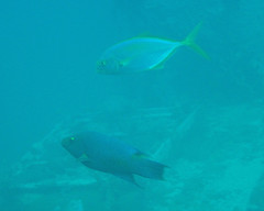 Caranx bartholomaei