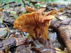 Hygrophoropsis aurantiaca