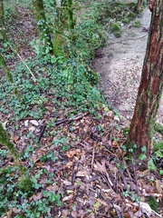 Hygrophoropsis aurantiaca