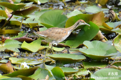 Hydrophasianus chirurgus