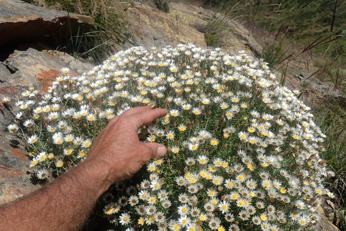 Image of Helichrysum reflexum by no rights reserved