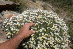Helichrysum reflexum