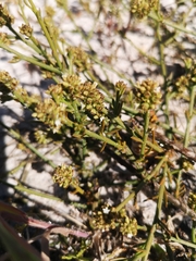 Thesium spicatum