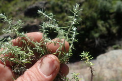 Helichrysum reflexum