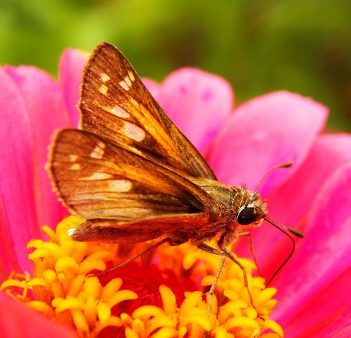 Huron Skipper, photo 3 of 7