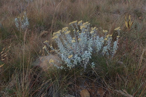 Image of Helichrysum mimetes by no rights reserved