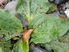 Plantago major