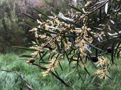 Juliflorae