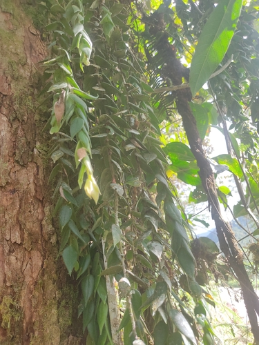 Themistoclesia epiphytica, 2020-09-27