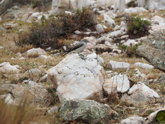 Muscisaxicola rufivertex