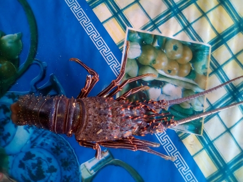 Panulirus inflatus