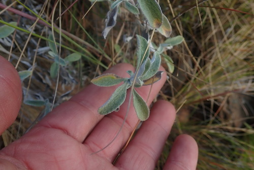 Image of Helichrysum mimetes by no rights reserved