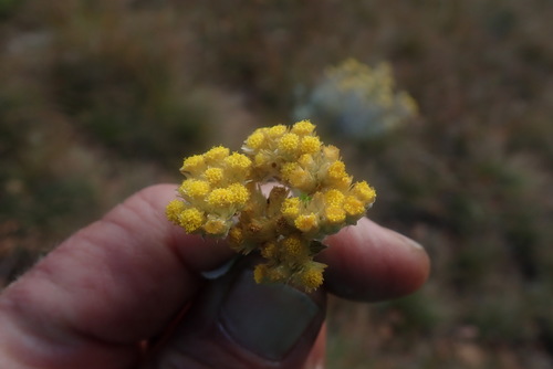 Image of Helichrysum mimetes by no rights reserved