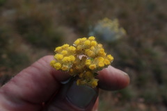 Helichrysum mimetes