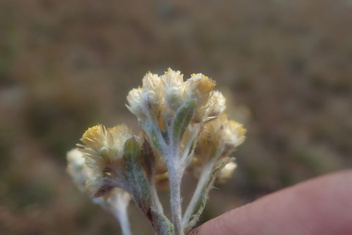 Image of Helichrysum mimetes by no rights reserved